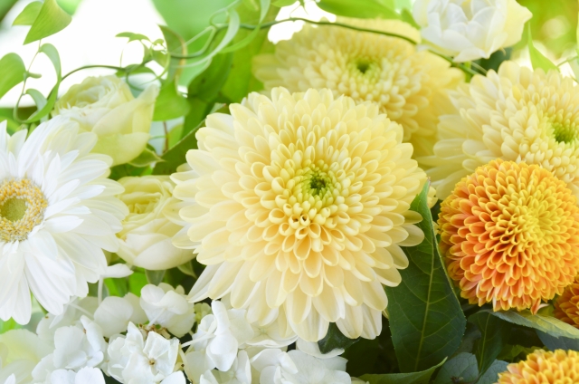 敬老の日に菊の花はng 長寿の菊がお祝いにタブーな理由