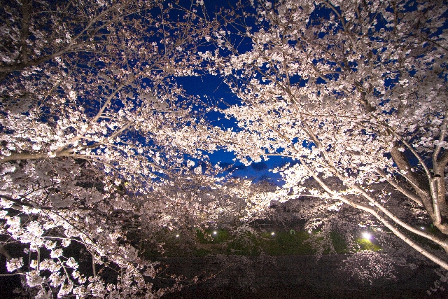 小金井公園桜まつり18に期待 夜桜ライトアップや混雑の感想17 今日もいい日 ブログ